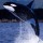 Las orcas son los delfines más inteligentes y agresivos de los océanos